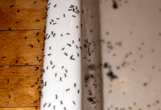 Flea Control Services in Lompoc, CA